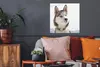 MuchoWow® Poster Sibirischer Schlittenhund im Schnee 50x50 Produktbild-Vorschau 2