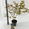 Acer pal. 'Sangokaku' - Acero giapponese | 60+ cm in vaso Anteprima dell’immagine prodotto 2
