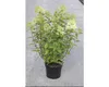 Rispenhortensie FloraSelf Hydrangea paniculata 'Limelight' Produktbild-Vorschau 1