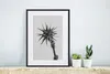 MuchoWow® MuchoWow® Gerahmtes Poster Pflanze mit Dornen in Produktbild-Vorschau 6