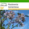 SAFLAX - zvonček strom - Paulownia tomentosa - 200 Semená - Náhľad obrázku produktu 9