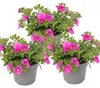 Zauberglöckchen - Minihängepetunie - Calibrachoa - 12cm Produktbild-Vorschau 1