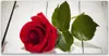 Glasbilder 120x60 Wandbild Druck auf Glas Rose Pflanzen Produktbild-Vorschau 1