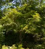 Acer palmatum 'Seiryu', Japanischer Ahorn, filigran, 60–80 Produktbild-Vorschau 2