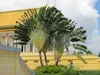 SAFLAX - Baum des Reisenden - Ravenala madagascariensis - 8 Produktbild-Vorschau 9