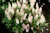 Stauden Gänge 3 x Tiarella Hybride 'Pink Skyrocket' - Produktbild-Vorschau 7