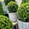 Plants by Frank | Echte Stechpalme Kugel im Holztopf | Ilex Produktbild-Vorschau 8