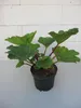 Mammutblatt - Gunnera manicata - Staude Produktbild-Vorschau 2