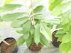 Indianerbanane 100 cm Asimina triloba Sunflower Papau Produktbild-Vorschau 3