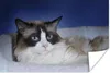 MuchoWow® Poster Liegende schwarz-weiße Ragdoll-Katze 90x60 Produktbild-Vorschau 1