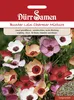 Bunter Lein Charmer Mischung | Leinsamen von Dürr Samen Produktbild-Vorschau 3