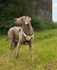 lionto Anti-Zug Hundegeschirr, verstellbares Y-Geschirr mit Produktbild-Vorschau 2