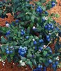 BALDUR Garten 1x Heidelbeere 'Hortblue', Pflanze im 2 Produktbild-Vorschau 2