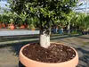 Olivenbaum Bonsai 100 - 120 cm Formgehölz, Olive Produktbild-Vorschau 8