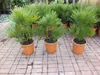 Winterharte Zwergpalme 120 cm Chamaerops humilis Eine der Produktbild-Vorschau 1
