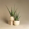 Aloe vera - Set de 4 - Aloe barbadensis - Hauteur 25-40cm - Voir les images du produit 5