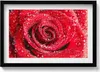 Rose auf roten Rosenblättern– Wandbild mit Rahmen – Produktbild-Vorschau 1