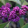 2 x  Callicarpa  - Callicarpa bodinieri 'Profusion'  | Anteprima dell’immagine prodotto 1