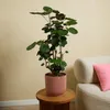Bloomique - Polyscias Fabian - Aralia - Plantes d'intérieur Voir les images du produit 3