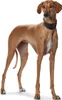 Hunter Windhundhalsband Super Soft Produktbild-Vorschau 5
