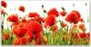 Glasbilder 120x60 Wandbild Druck auf Glas Mohnblumen Natur Produktbild-Vorschau 1
