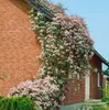 Clematis montana 'Rubens', Berg-Waldrebe, rosa Blüten, Produktbild-Vorschau 7