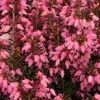 2 x zimný vres - Erica carnea | 10-12 cm v kontajneri Náhľad obrázku produktu 2