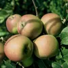 Goldparmäne historischer Herbstapfel Spindelbaum 100 - 120 Produktbild-Vorschau 2