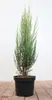 Juniperus scopulorum 'Blue Arrow', Säulenwacholder, Produktbild-Vorschau 1