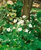 Anemone japonica 'Honorine Jobert', Herbst-Anemone, weiß, Produktbild-Vorschau 12