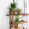 Bloomique - 4er-Mix - Luftreinigende Pflanzen - Dracaena - Produktbild-Vorschau 2