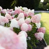 Green boutiQ - Gartenpflanze - Hydrangea panniculata Living Produktbild-Vorschau 4