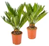 Bloomique - 2er Set - Cycas Revoluta - Palmfarn - Sagopalme Produktbild-Vorschau 1