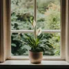 Friedenslilie - Einblatt - Spathiphyllum 'Lima' - Höhe Produktbild-Vorschau 5
