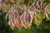 Cornus florida, Blumen-Hartriegel, 60–80 cm, weiße Blüten Produktbild-Vorschau 3