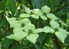 SAFLAX - Ázijské kvety - drieň obyčajný - Cornus kousa var. Náhľad obrázku produktu 5