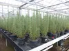 3 Stück echter Rosmarin Officinalis 50-60 cm Höhe, XL Busch Produktbild-Vorschau 4