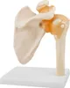 Anatomie Skelett Modell Menschliche Schultermodell Anatomie Produktbild-Vorschau 2