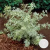 Bloomique - Acer Palmatum Butterfly - Japanischer Ahorn - Produktbild-Vorschau 2