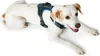 Hunter Maldon, Hund, Halftergeschirr, XS, Grau, Türkis, Produktbild-Vorschau 8
