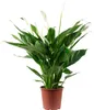 Foglia singola con 4-8 fiori/boccioli - Spathiphyllum che Anteprima dell’immagine prodotto 2