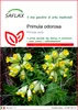 SAFLAX  - Primula odorosa - 100 semi - Primula Anteprima dell’immagine prodotto 1