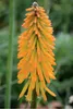 Stauden Gänge 3 x Kniphofia ‘Mango Popsicle’ - Fackellilie Produktbild-Vorschau 5