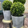 Plants by Frank | Echte Stechpalme Kugel im Holztopf | Ilex Produktbild-Vorschau 2