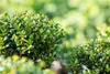 Ilex crenata 'Convexa', Japanische Stechpalme, immergrün, Produktbild-Vorschau 7