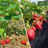 A split image showing a comparison of strawberry plants before and after using a weed barrier fabric. Voir les images du produit