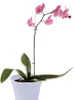 elho green basics Orchidee 15cm - transparent Produktbild-Vorschau 11