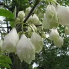 Albero dei bucaneve - Halesia carolina | 30-40 cm in vaso Anteprima dell’immagine prodotto 2