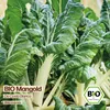 Samenliebe  Mangold Samen | Da Costa Bianca - winterhart & Produktbild-Vorschau 4