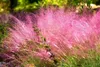 Stauden Gänge 3 x Rote Ziergras Kollektion im 1 Liter Topf Produktbild-Vorschau 6